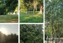 Photo of Новости Санкт-Петербурга: открытие нового парка